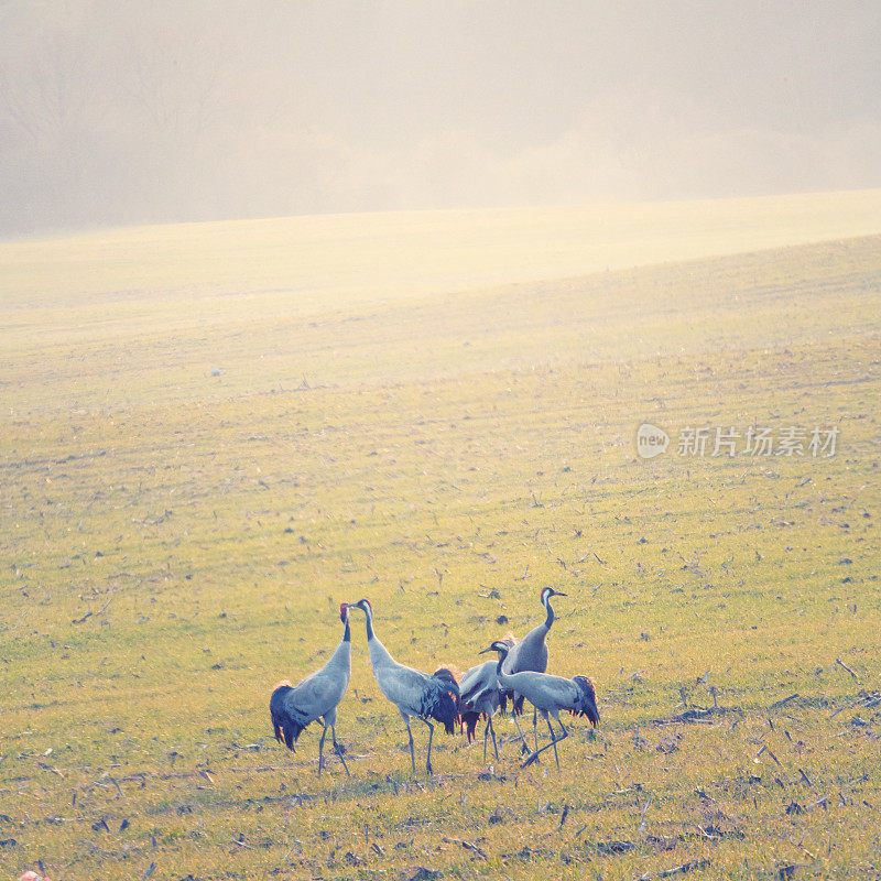 普通鹤[Grus Grus]